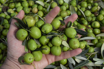 La prima raccolta di Olive a Casale Abate non si dimentica più