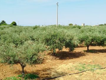 Le olive del FrantOlio Casale Abate in fase di accrescimento